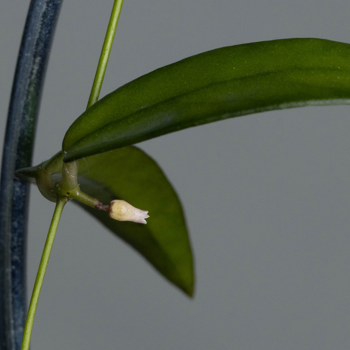 Dischidia sp. Kalbar