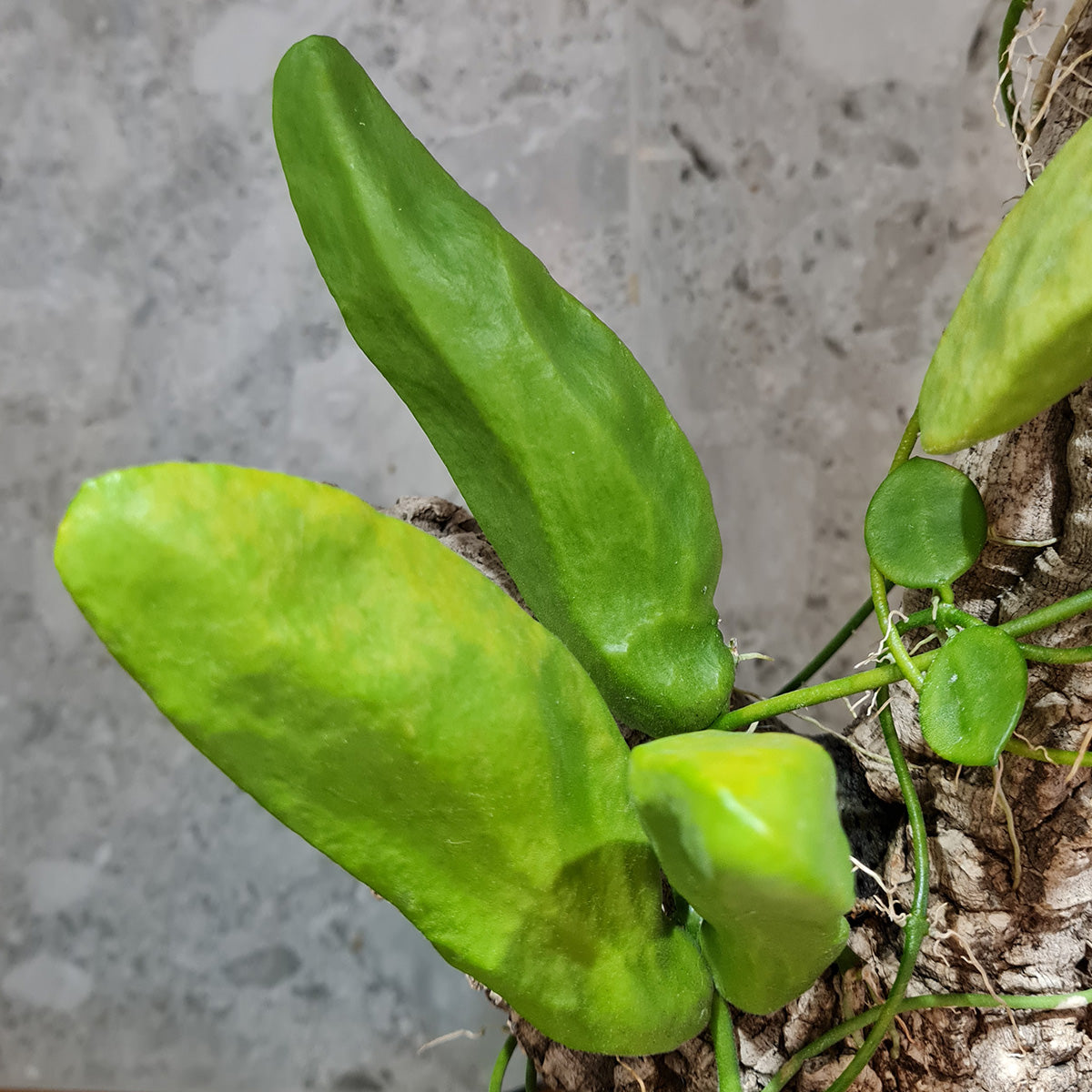 Dischidia major (Big Form)