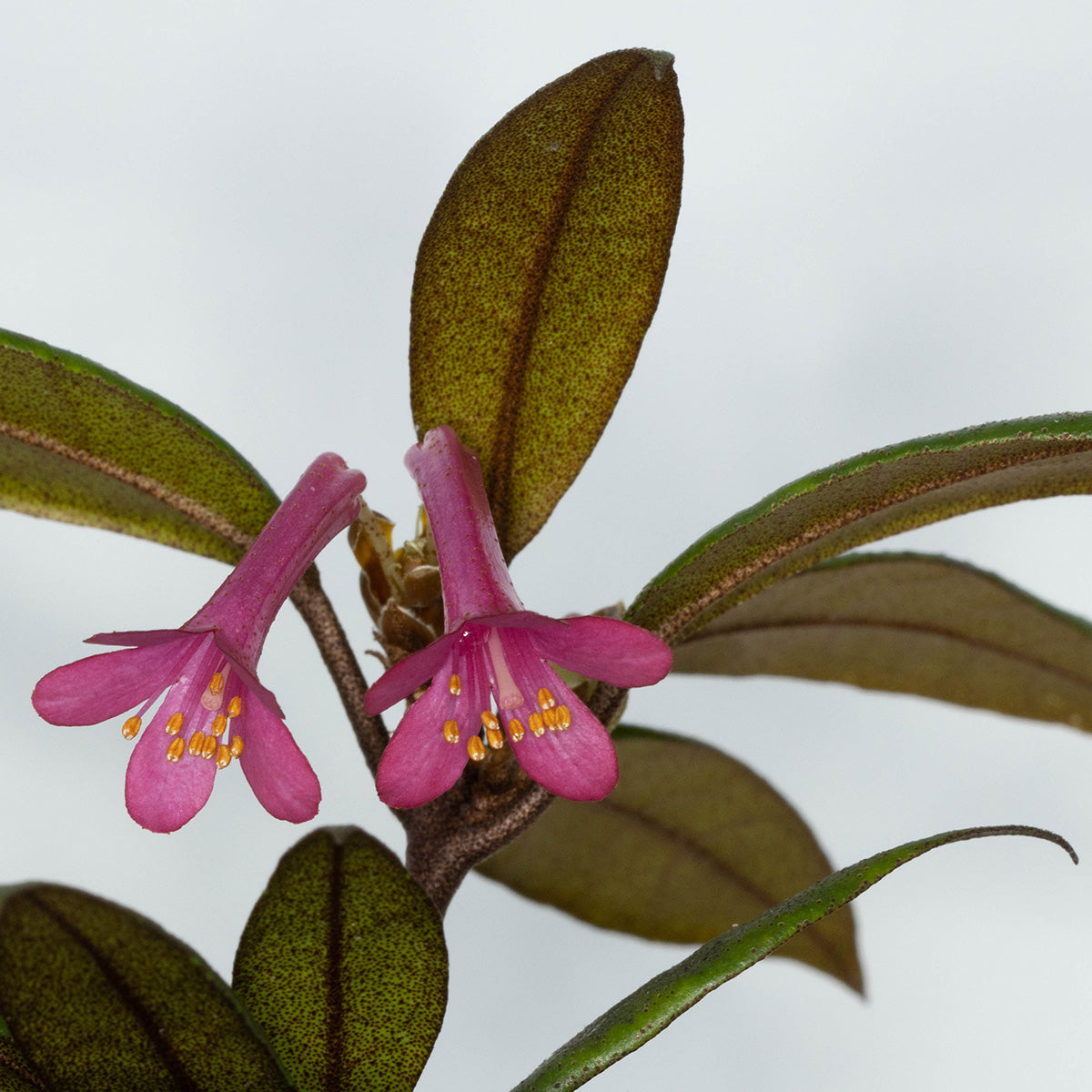 Rhododendron malayanum