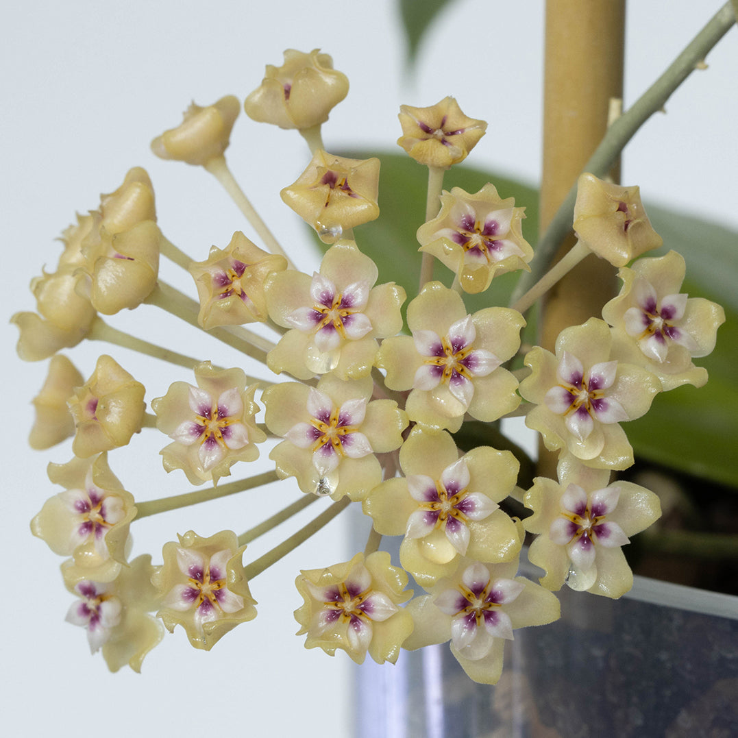 Hoya BP01
