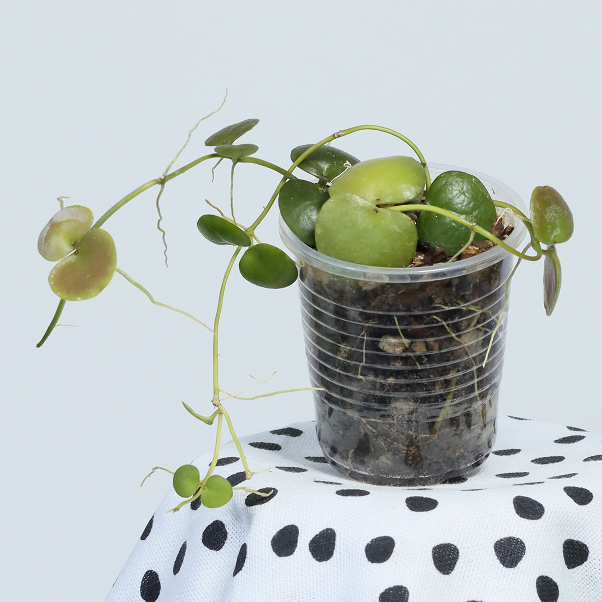 Dischidia imbricata