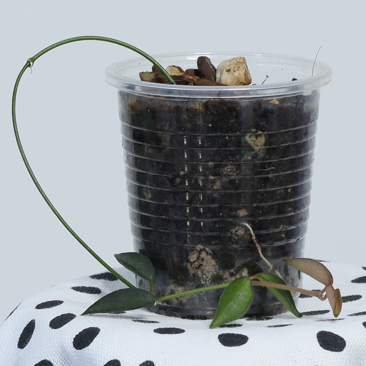 Dischidia tomentella