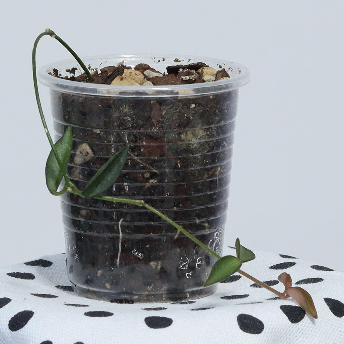Dischidia tomentella
