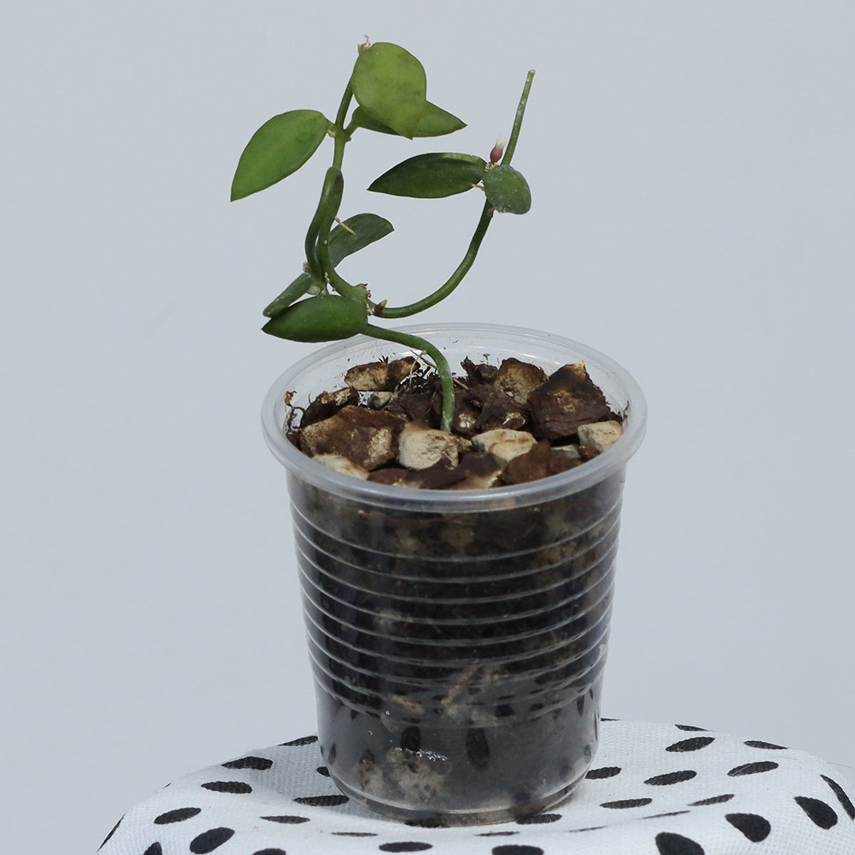 Dischidia kutchinensis (Borneo)