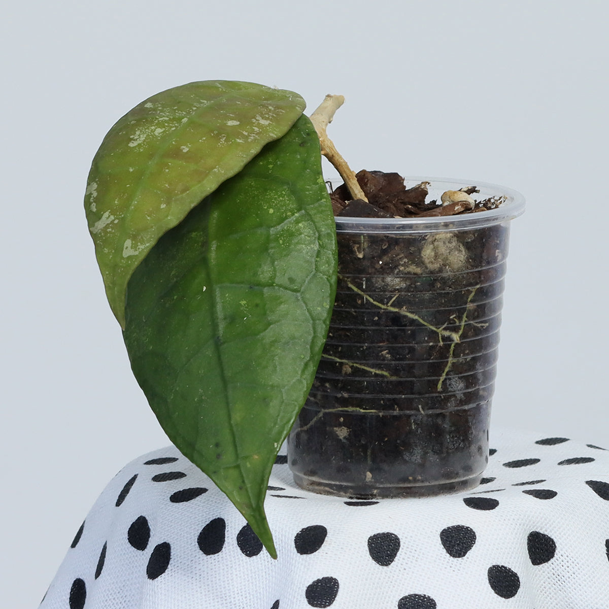 Hoya peninsularis (NS07-079, Lata Iskandar, red corona)