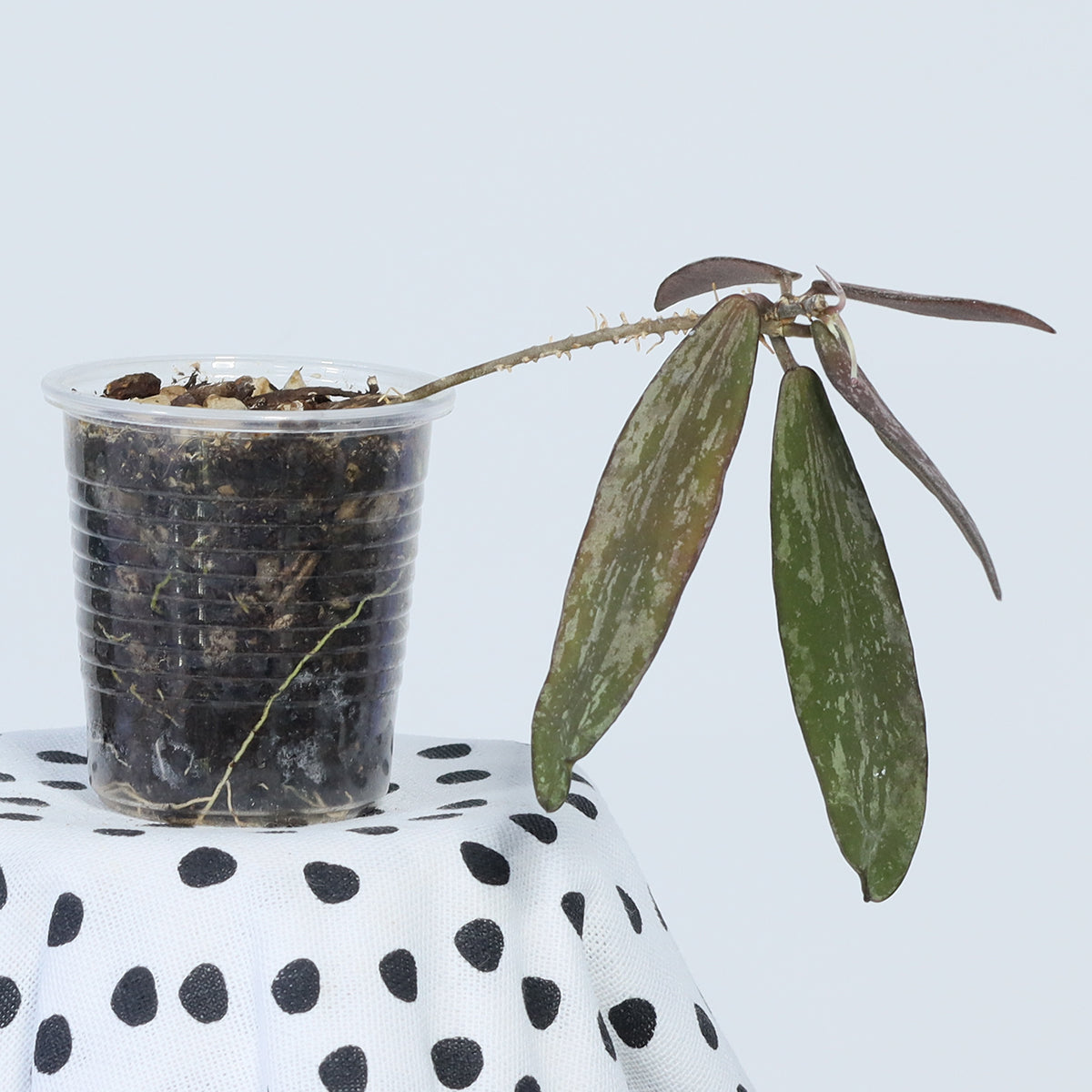 Hoya sigillatis ssp. sigillatis