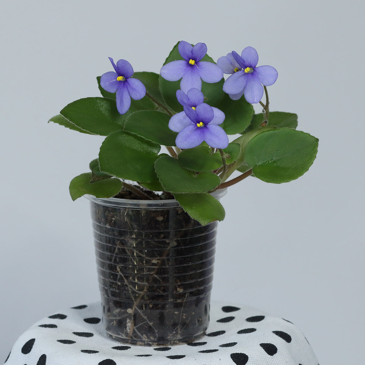 Streptocarpus ionanthus subsp. grotei (Saintpaulia confusa)