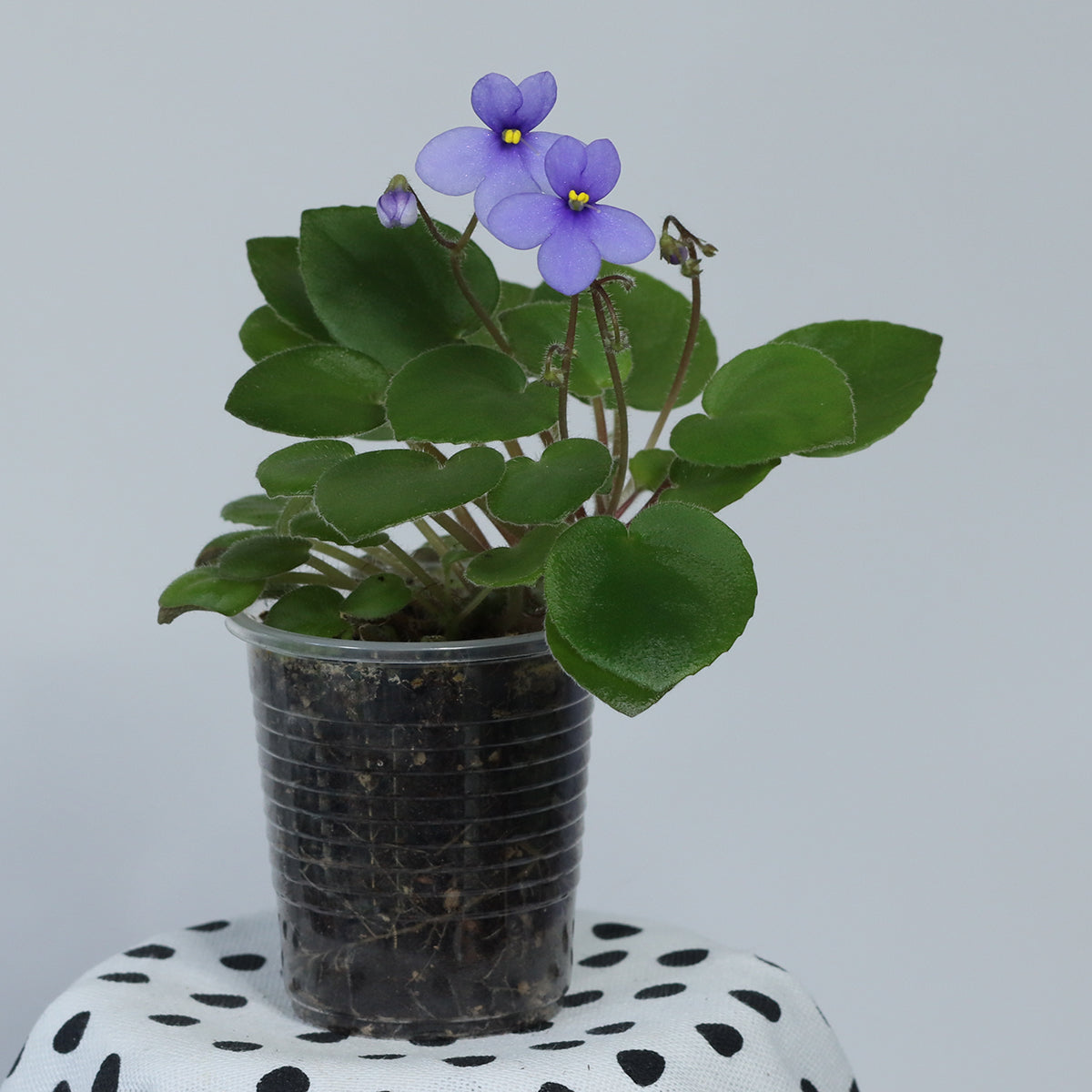 Streptocarpus ionanthus subsp. grotei (Saintpaulia confusa)
