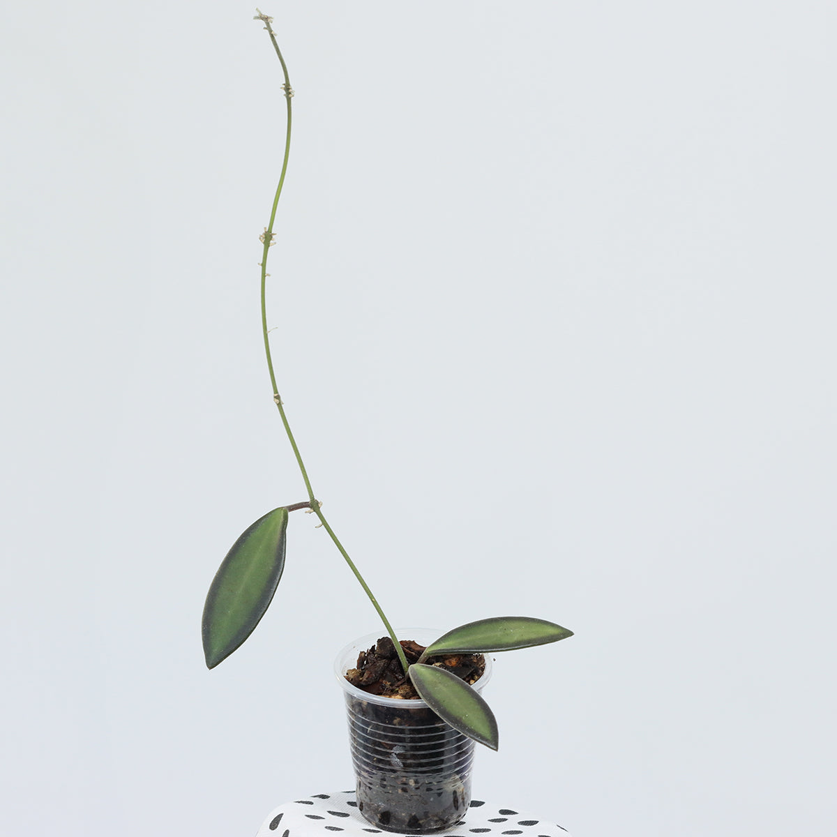 Hoya sp. aff. burtoniae (PG03)
