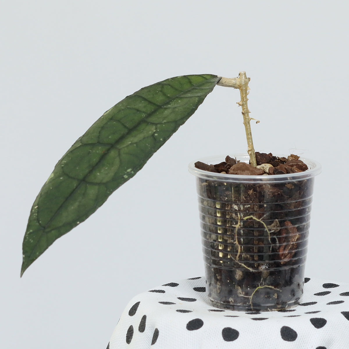 Hoya sp. aff. clemensiorum (Aceh)