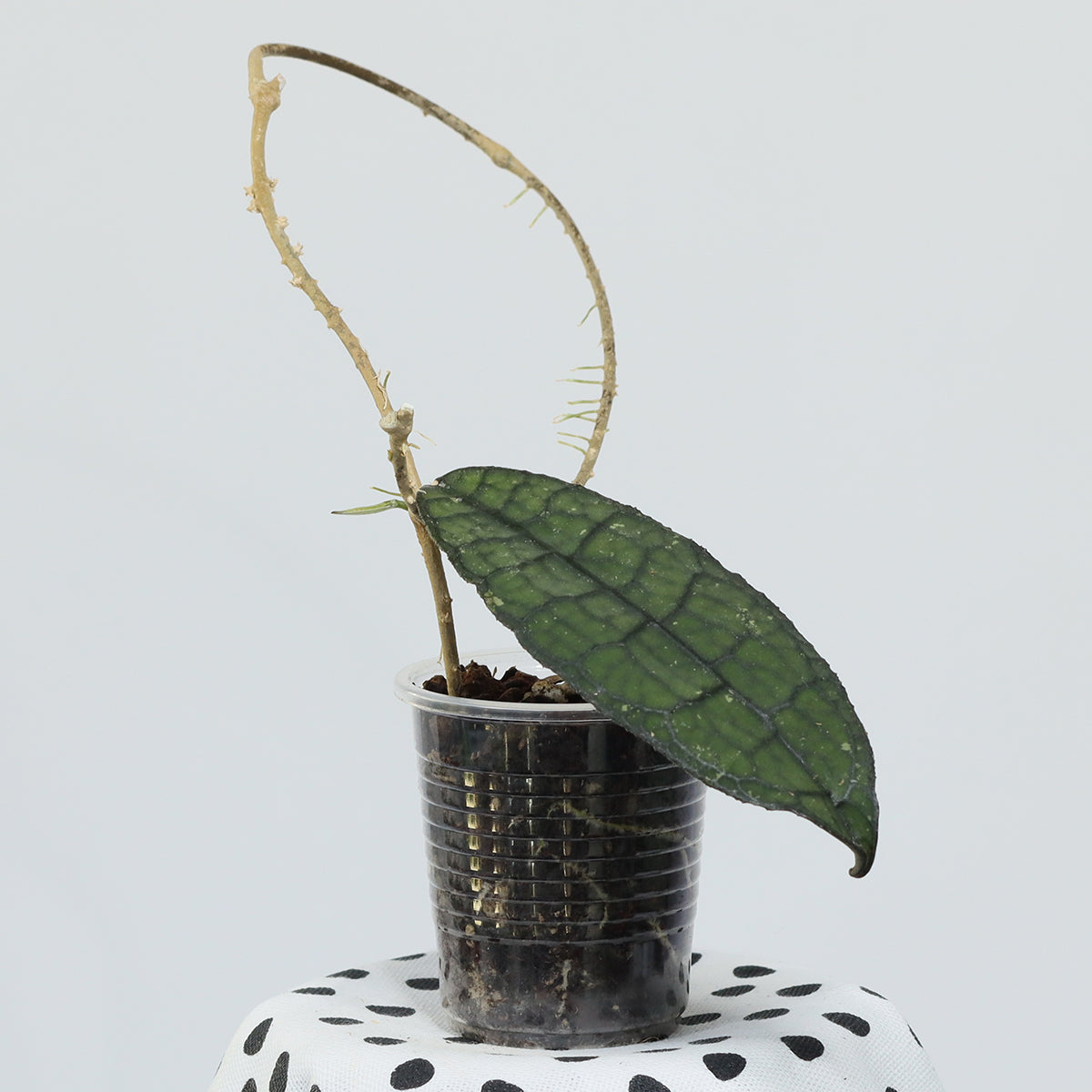 Hoya sp. aff. clemensiorum (Aceh)