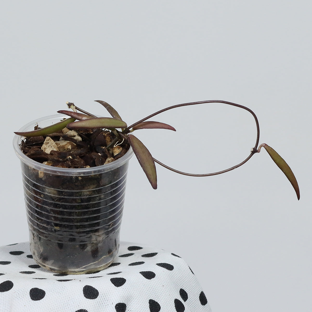 Dischidia sp. aff. thaithongiae