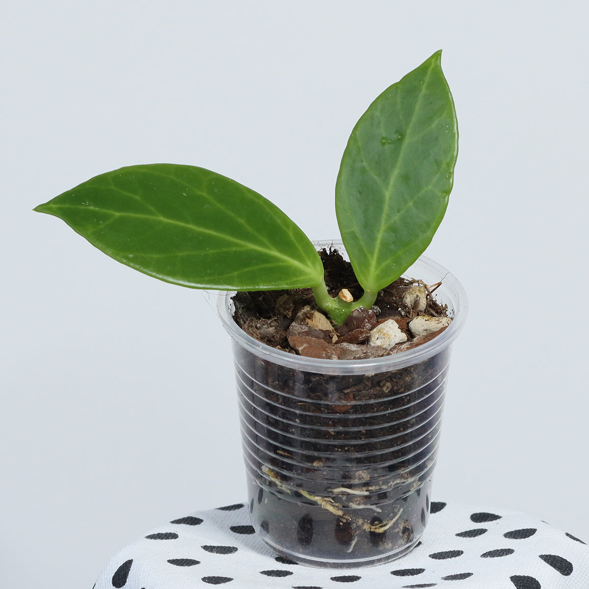 Hoya obscura