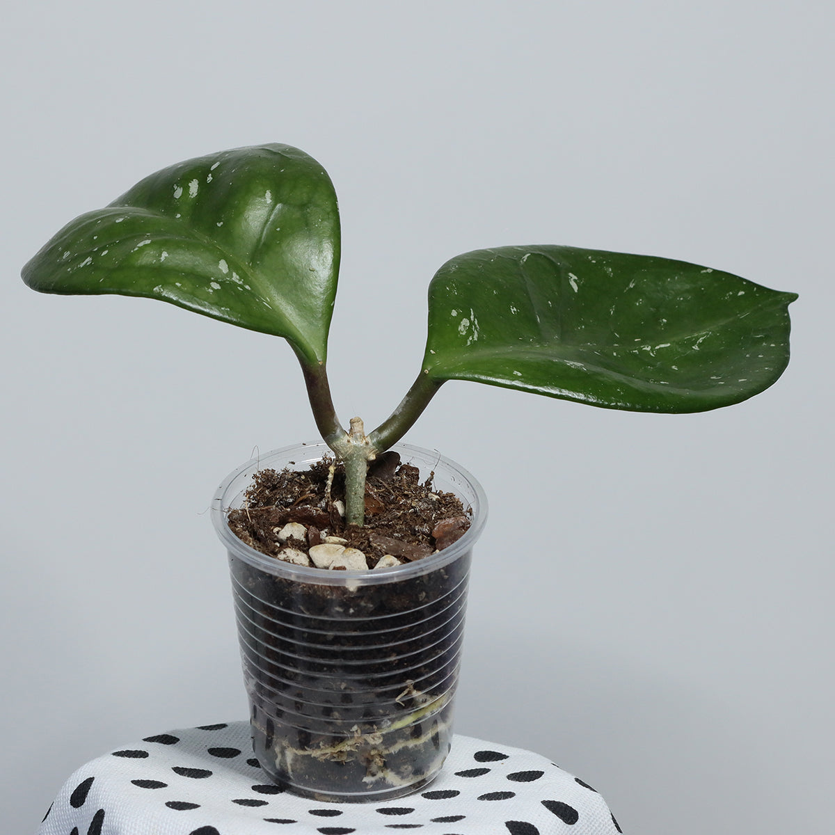 Hoya carnosa (round leaves, EPC-893)