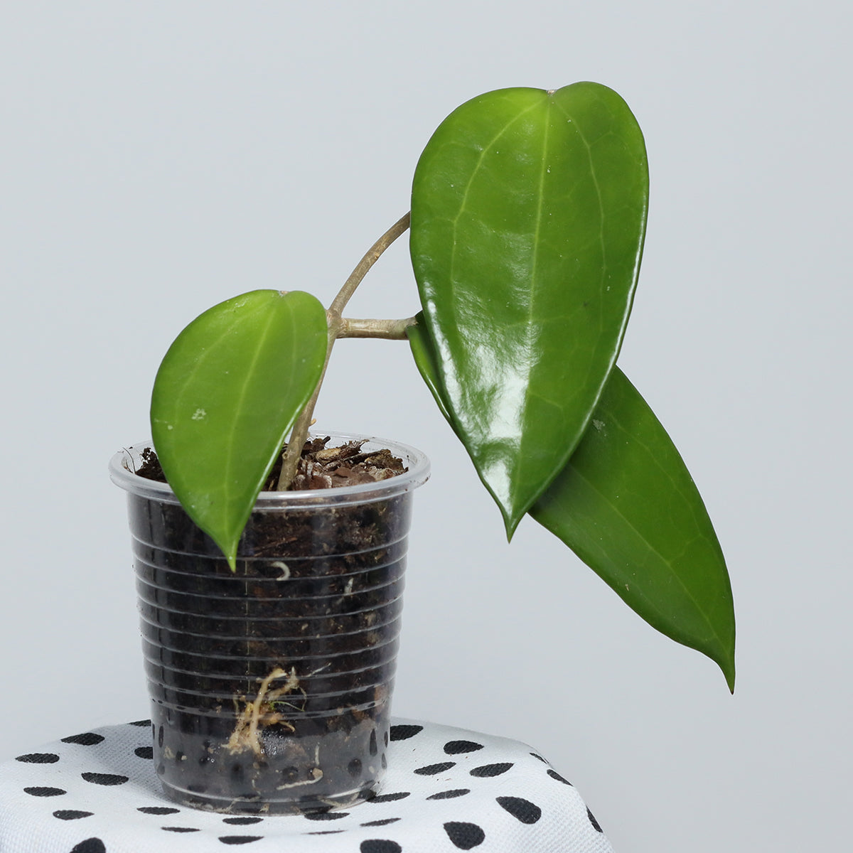 Hoya hanhiae (pale yellow)