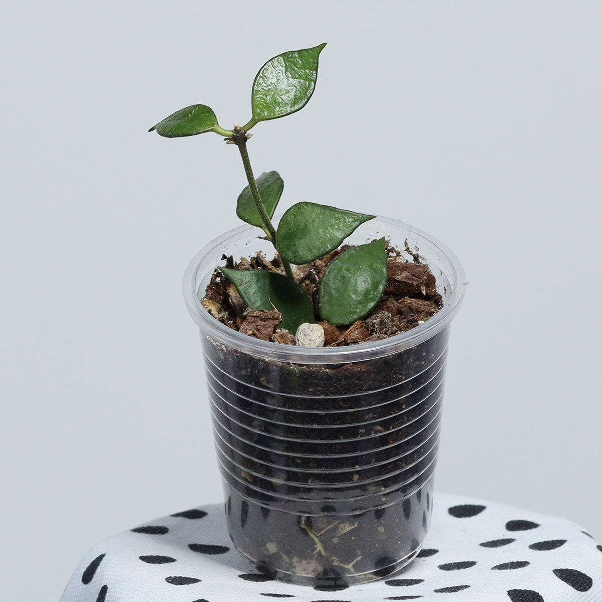 Hoya bakoensis