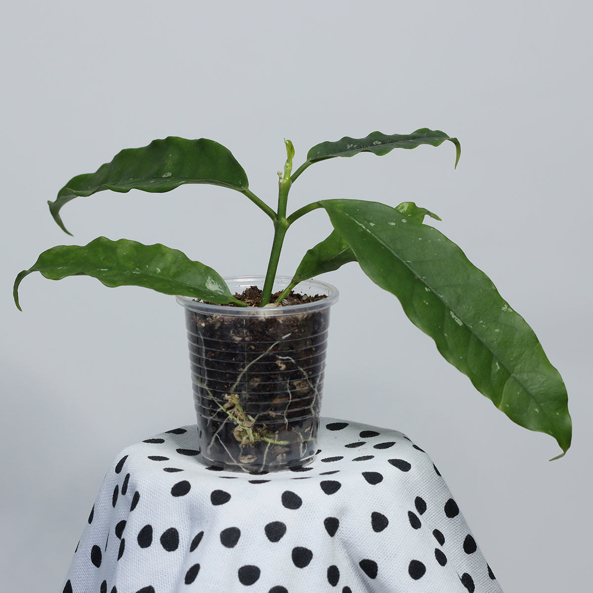 Hoya lockii