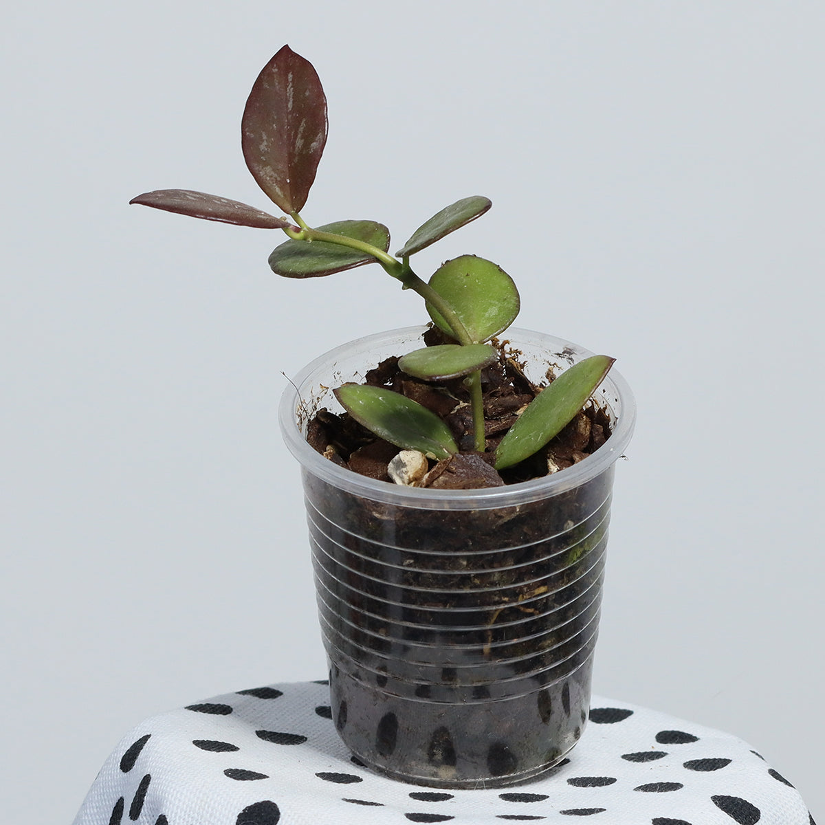Hoya collina (red corona, IR 26)