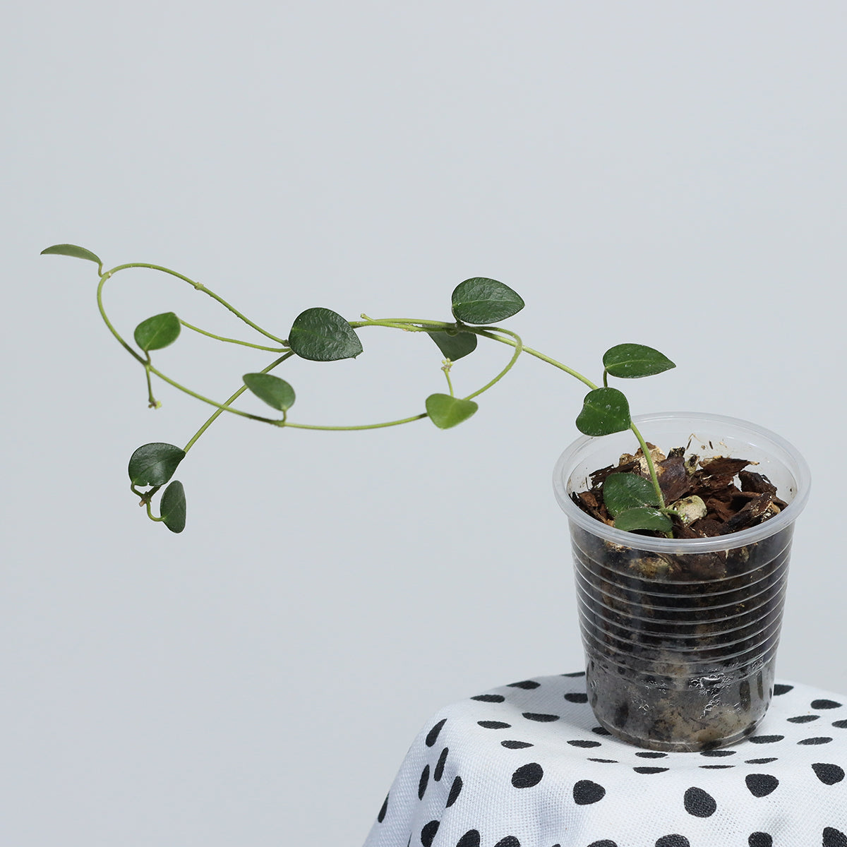 Hoya sp. Papua