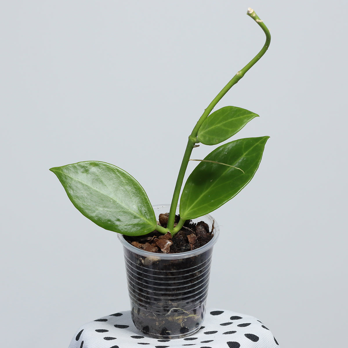Hoya obscura