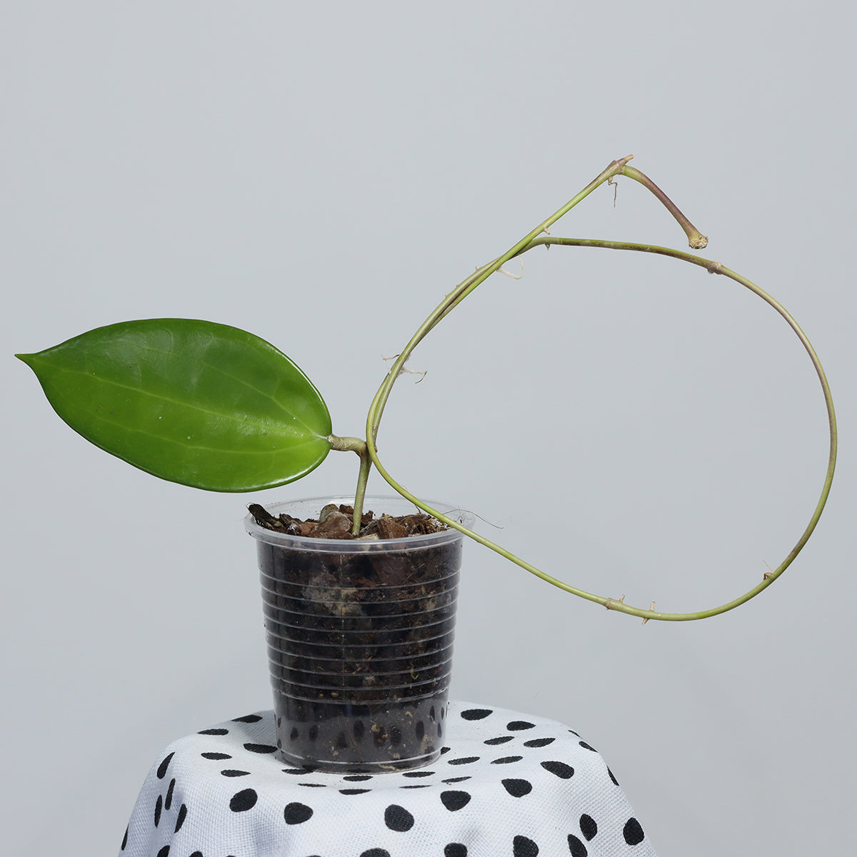 Hoya hanhiae (pale yellow)