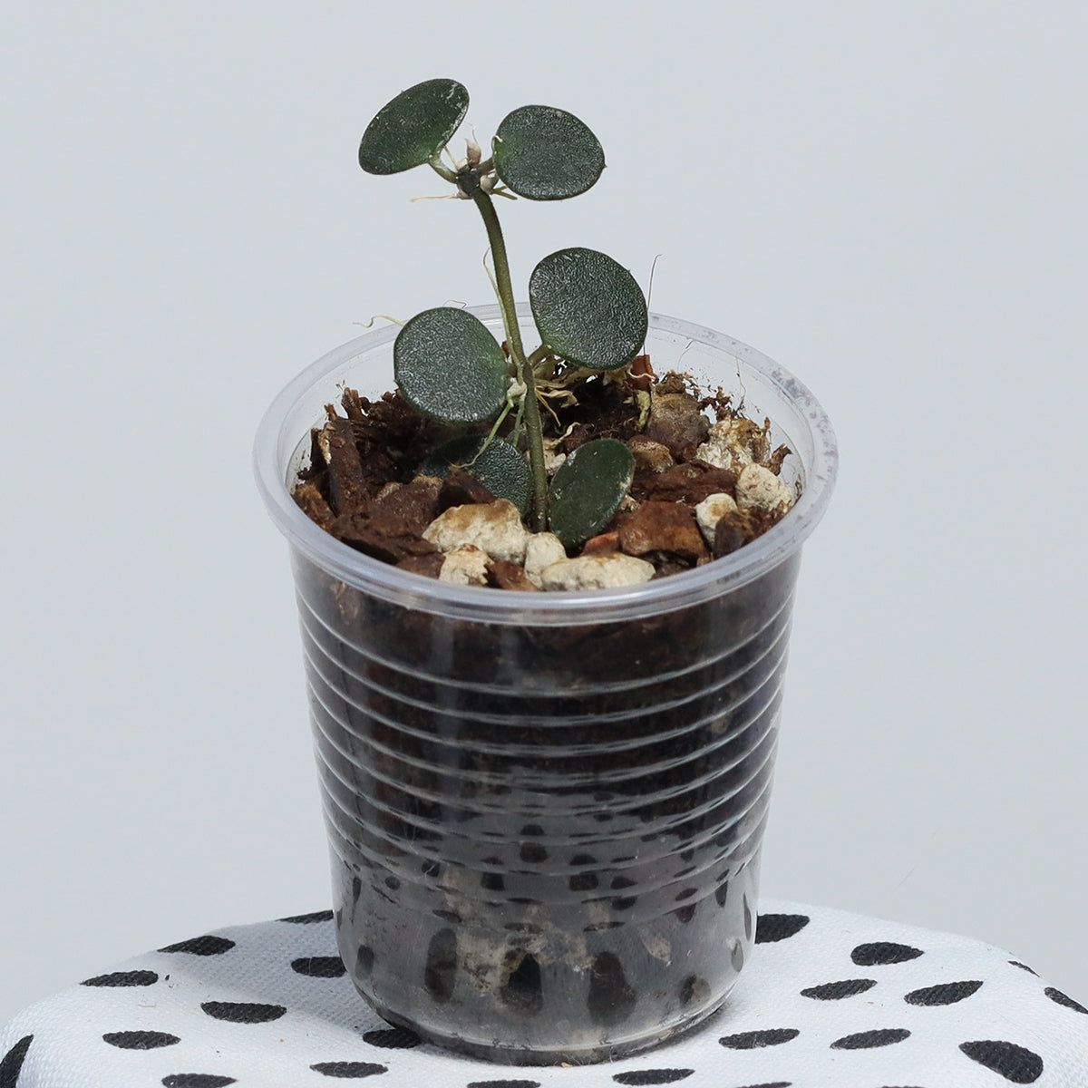 Hoya boycei