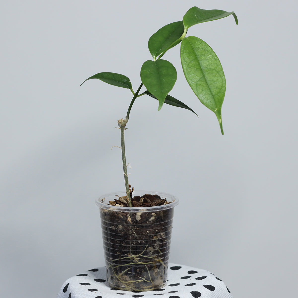 Hoya danumensis ssp. amarii (Indonesia)
