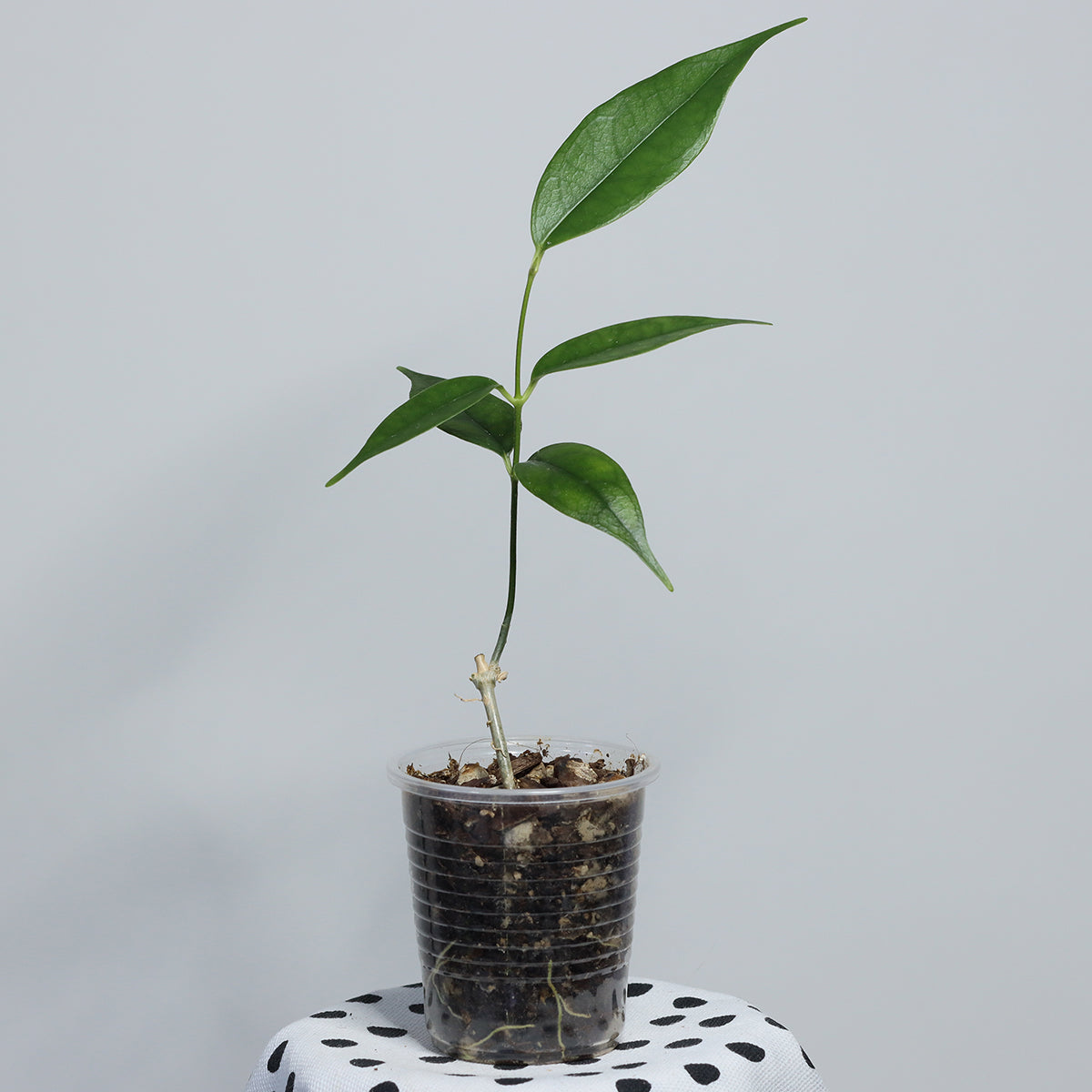 Hoya danumensis ssp. amarii (Indonesia)