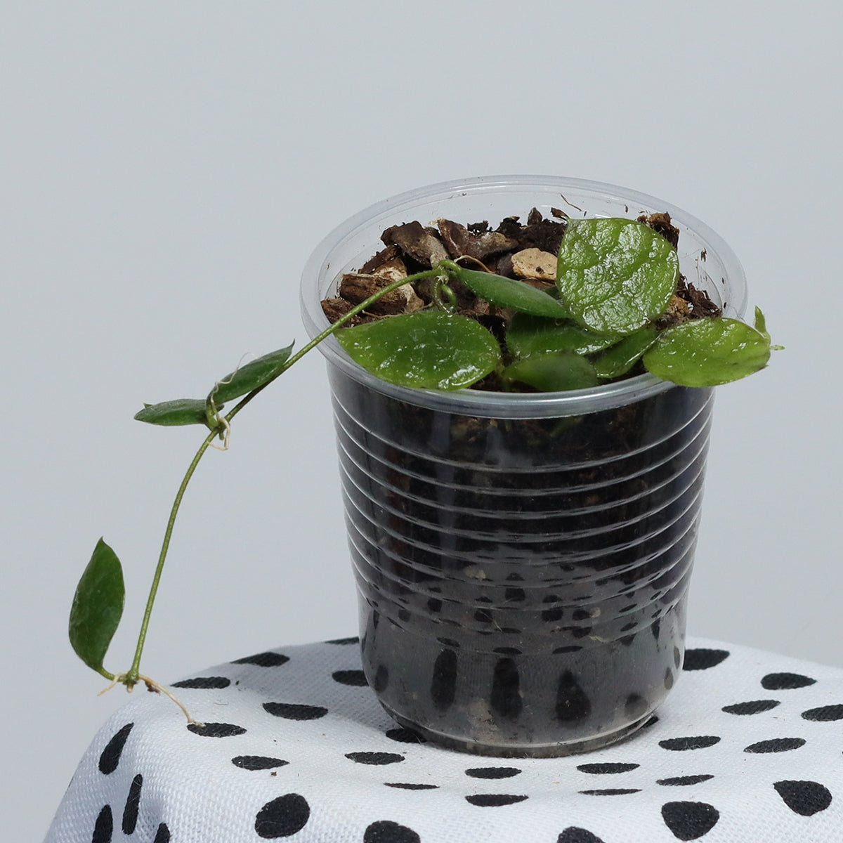 Dischidia hirsuta (NS01-009, Thailand, rosa blommor)