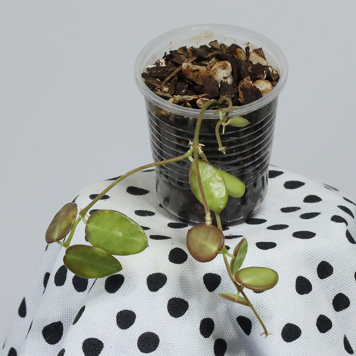 Dischidia hirsuta (NS08-123, PNG, lila blommor)