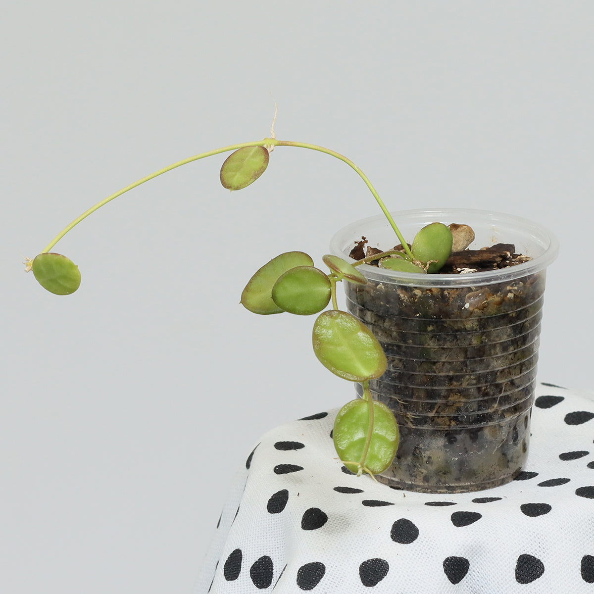 Dischidia hirsuta (NS08-123, PNG, lila blommor)
