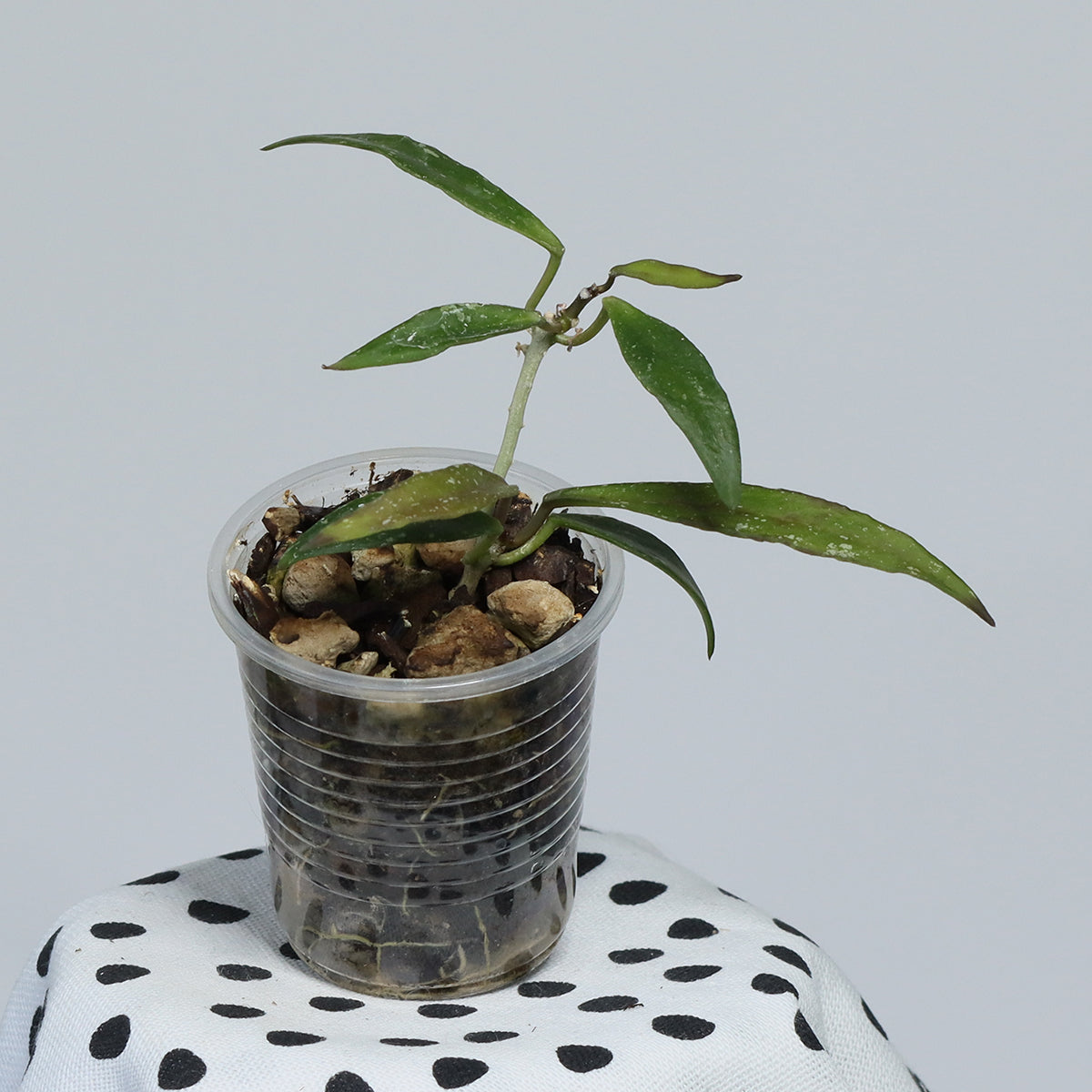 Hoya mirabilis (småbladig)