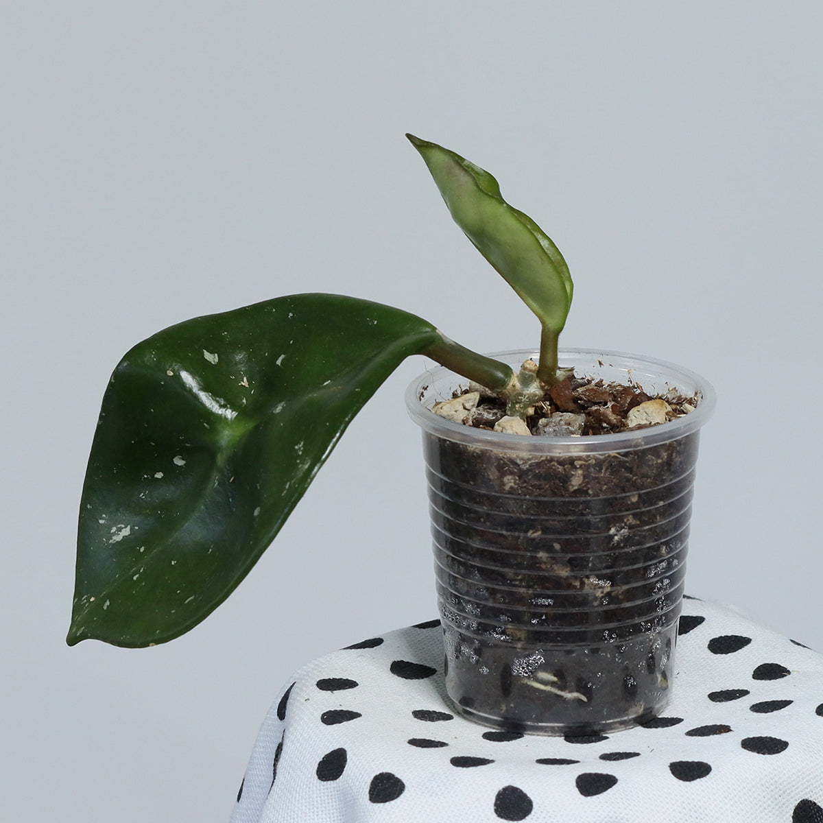 Hoya carnosa (round leaves, EPC-893)