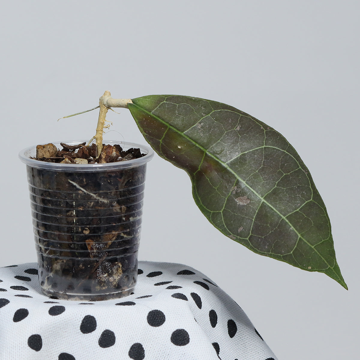 Hoya sp. aff. lambii (Borneo)