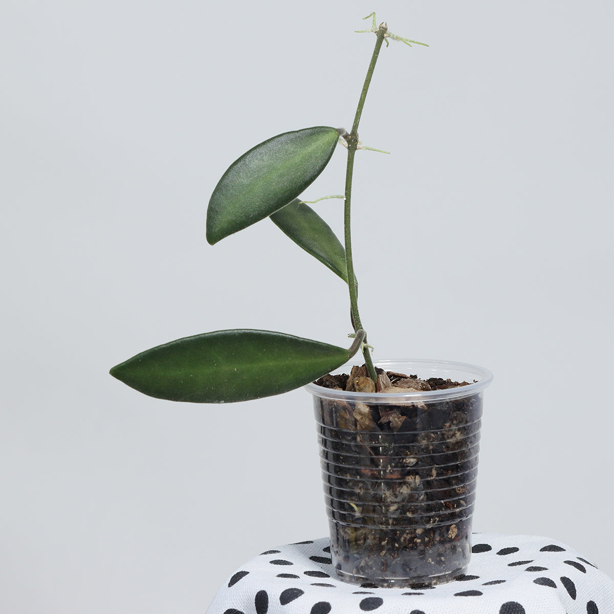 Hoya sp. aff. burtoniae (PG03)