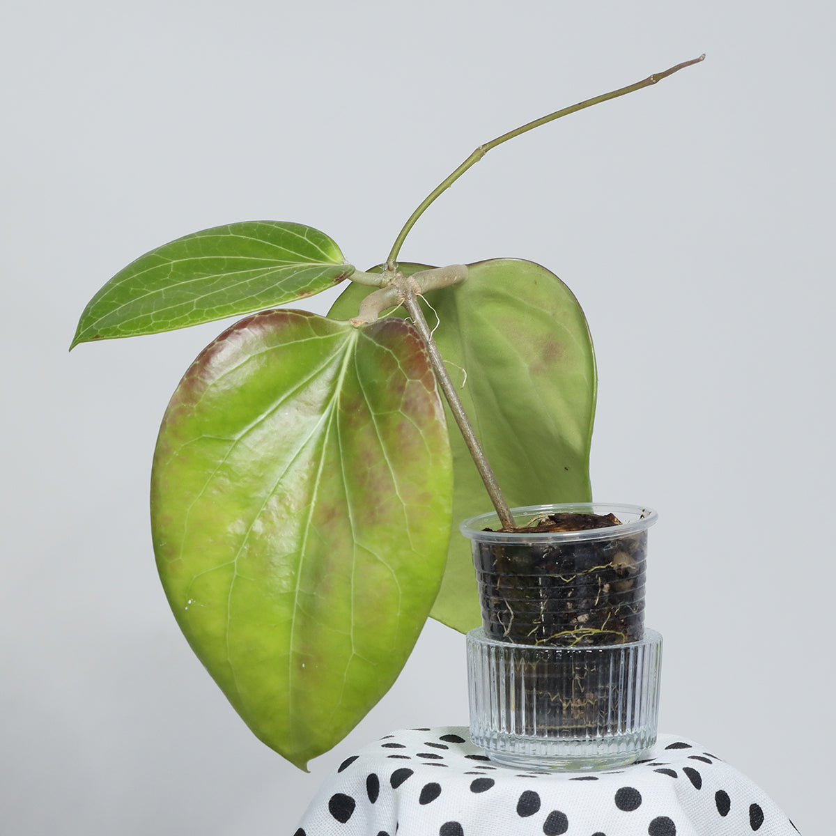 Hoya sp. (PNG SV 432)