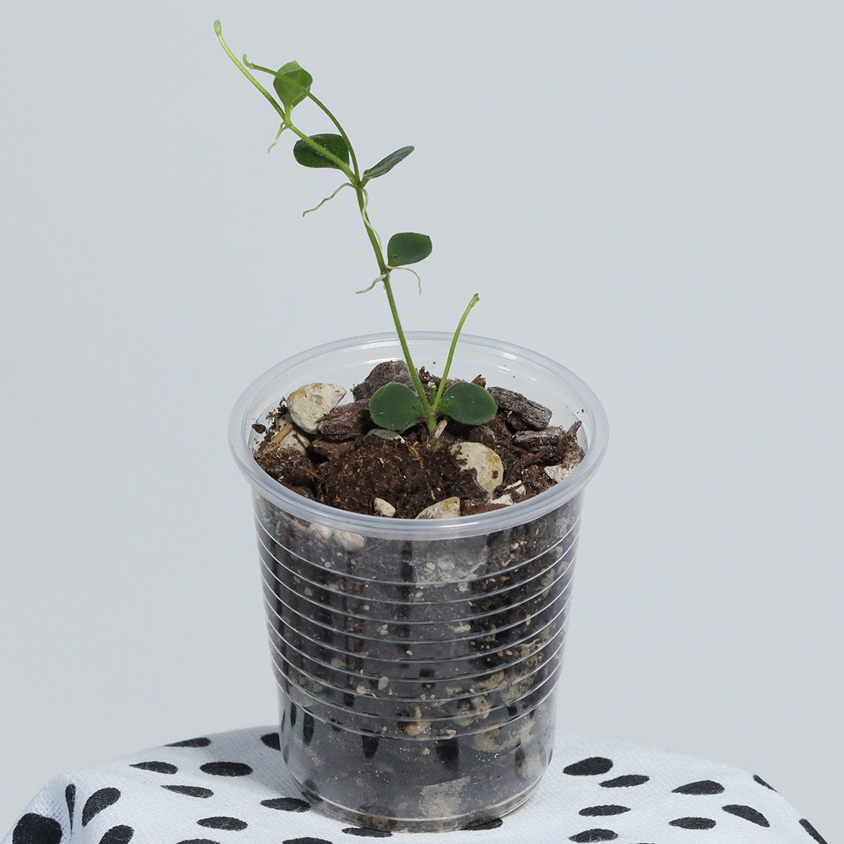 Dischidia astephana