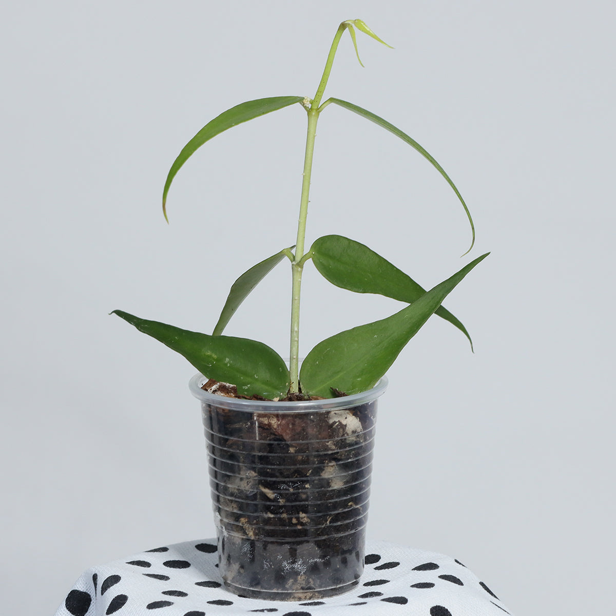 Hoya burmanica (Vietnam)
