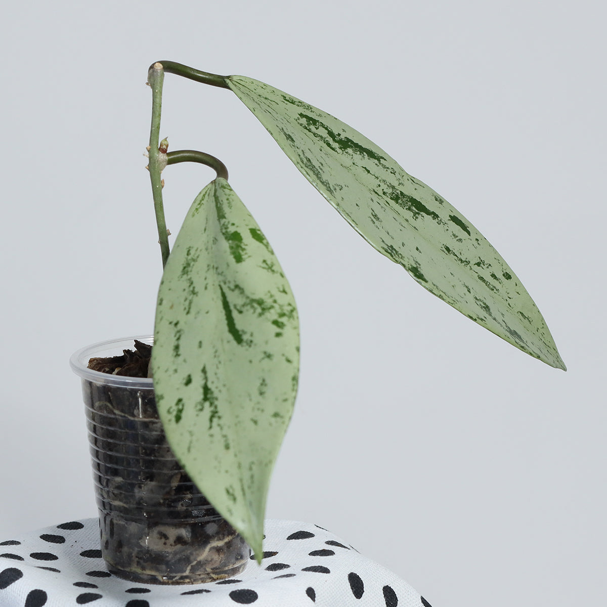 Hoya pubicalyx 'Pink Silver Ghost'