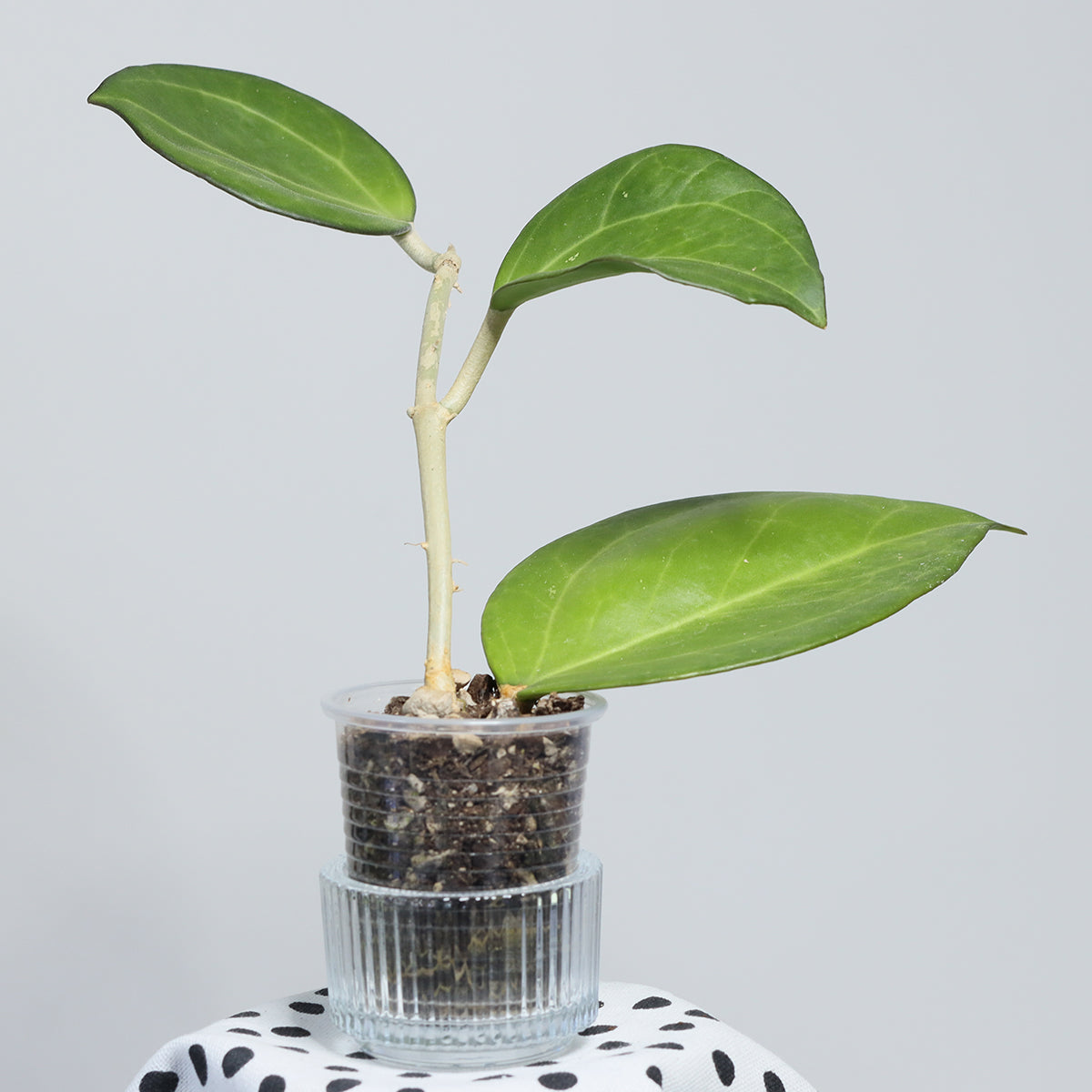 Hoya 'Patcharawalai 023'