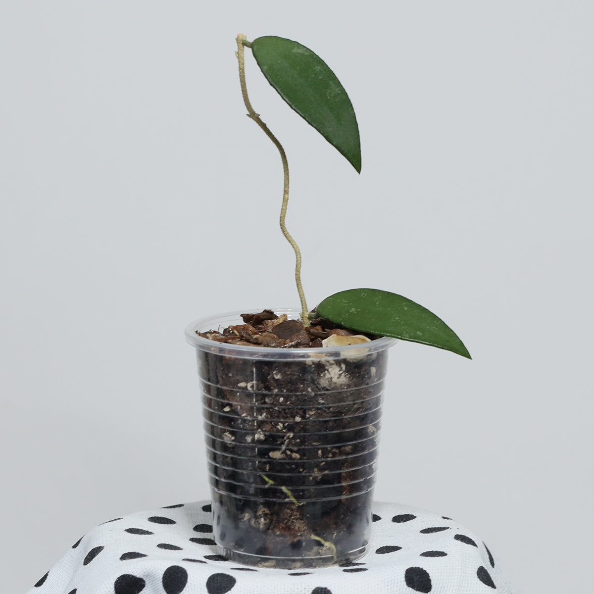 Hoya flagellata (yellow)