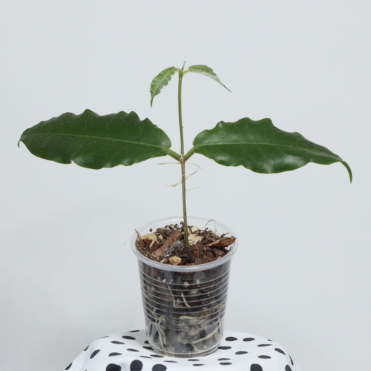 Hoya versteegii