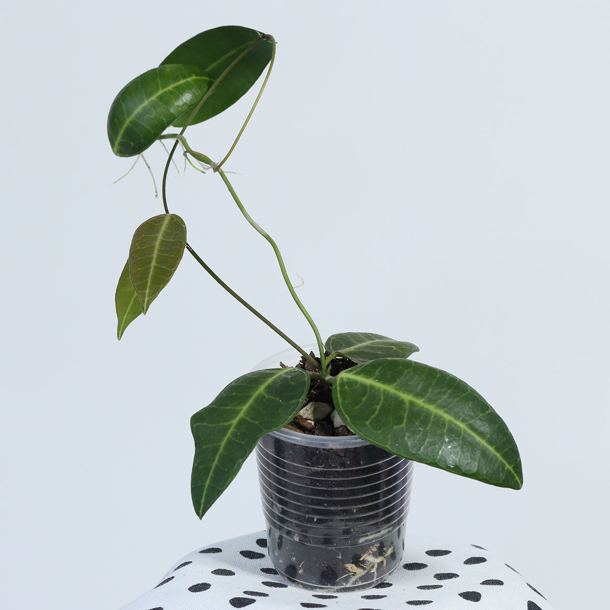 Dischidia lancifolia
