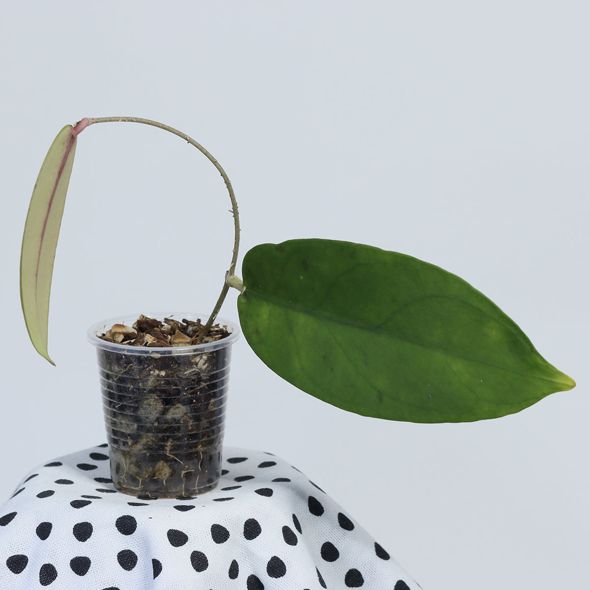 Hoya fauziana ssp. angulata
