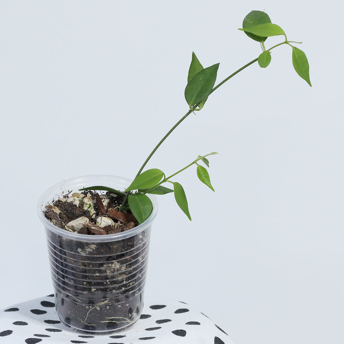 Dischidia merrillii