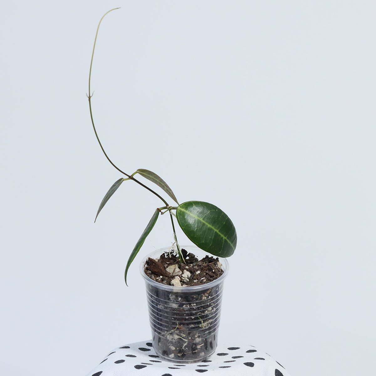 Dischidia lancifolia