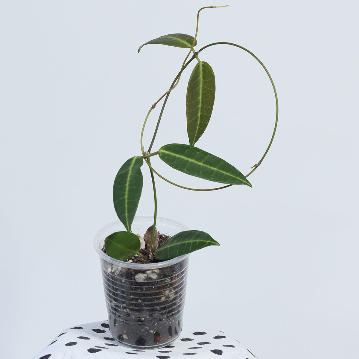 Dischidia lancifolia