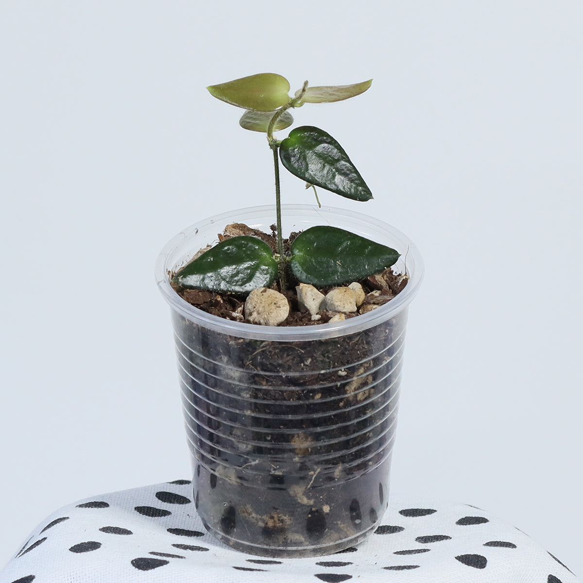 Dischidia sp. Borneo