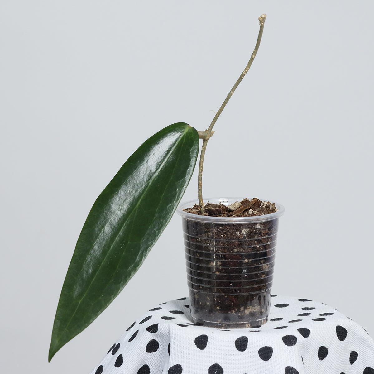 Hoya blashernaezii ssp. siariae (rosa, PW 1307-06)