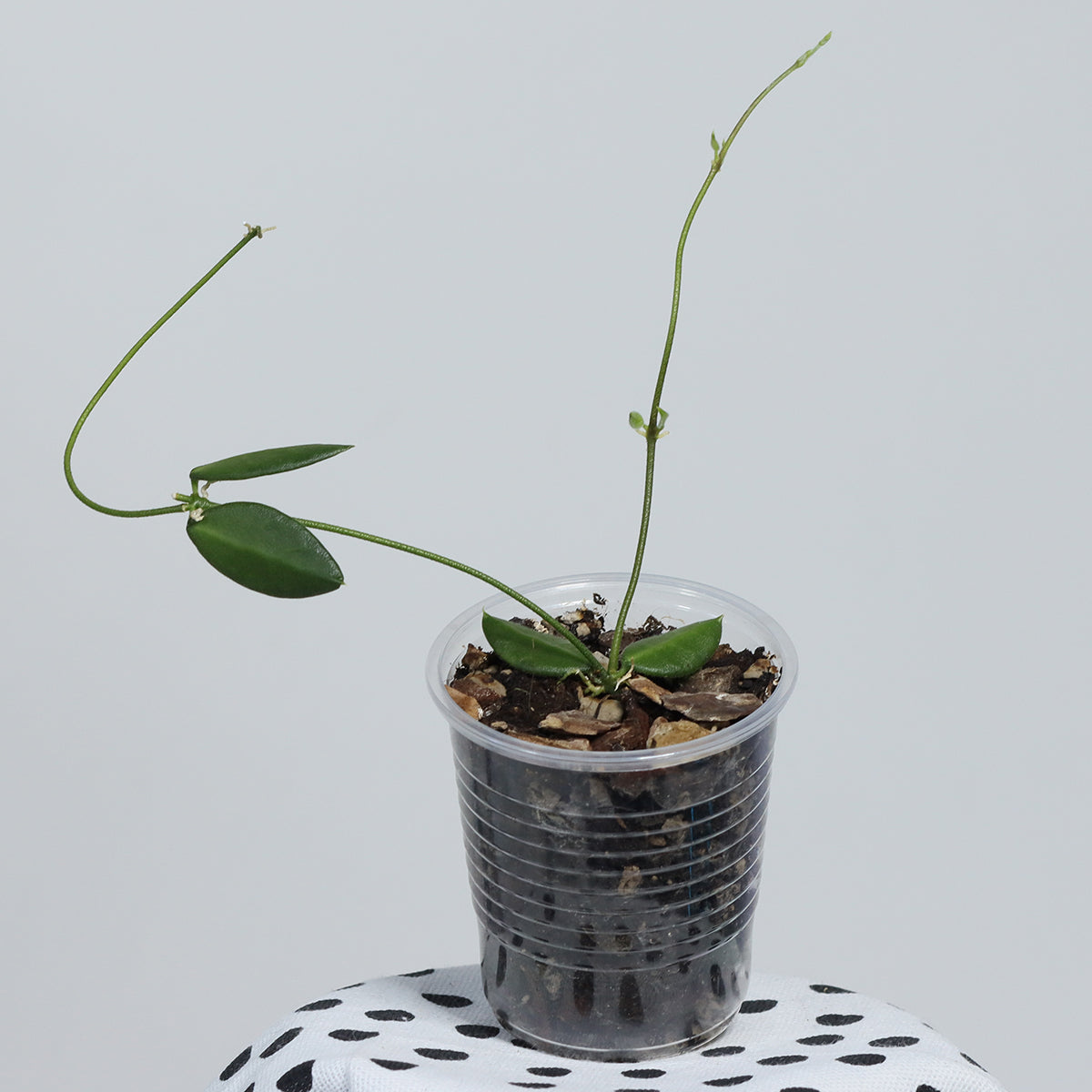 Dischidia hirsuta (NS08-122, Papua, lila blommor)